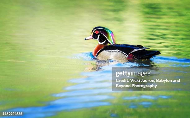 colorful male wood duck swimming in beautiful greens and blues in springtime - stony brook stock pictures, royalty-free photos & images