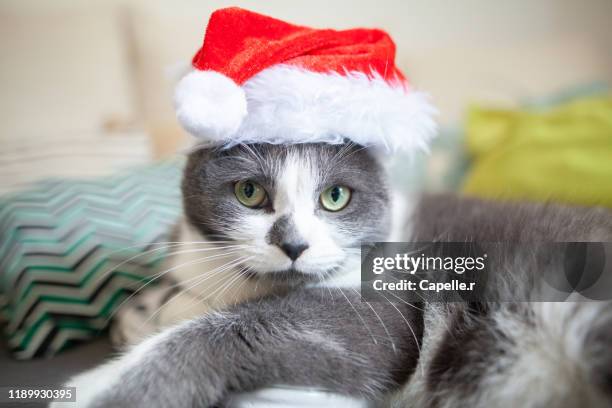 animaux - un chat habillé d'un bonnet de noël - bonnet noel stock pictures, royalty-free photos & images