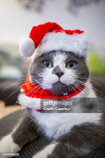 animaux - un chat habillé d'un bonnet de noël - bonnet noel stock pictures, royalty-free photos & images