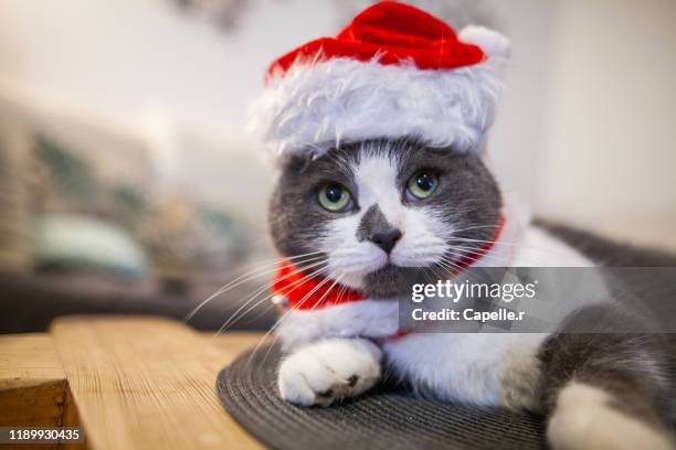 animaux - un chat habillé d'un bonnet de noël - bonnet noel stock pictures, royalty-free photos & images