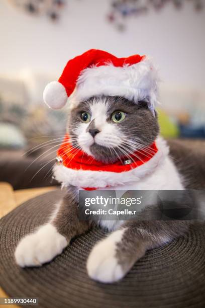 animaux - un chat habillé d'un bonnet de noël - bonnet noel stock pictures, royalty-free photos & images