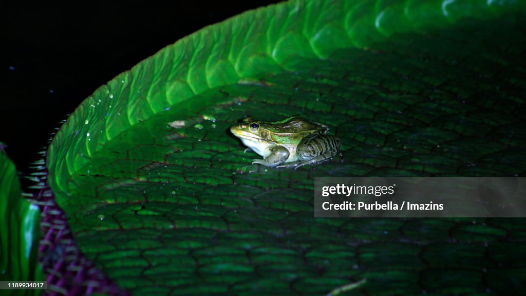 A Frog on Leaf of Giant Water Lily