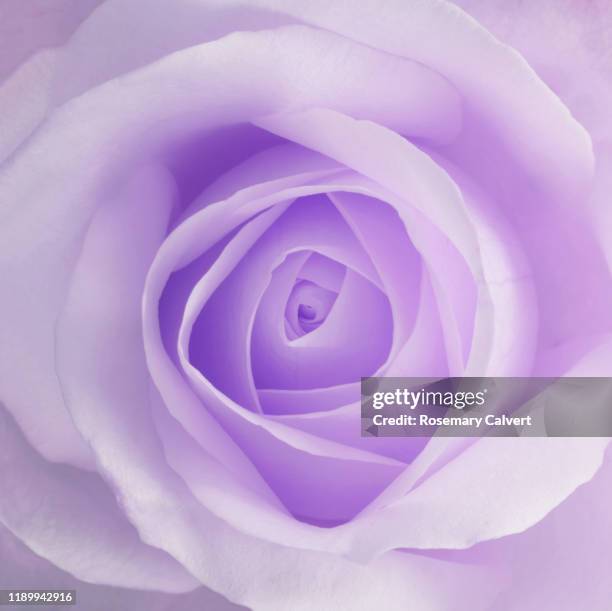 centre of pale purple rose, full frame, with copy space. - rosa violette parfumee photos et images de collection