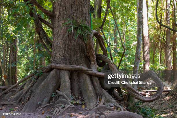 Tree With Deep Roots Photos and Premium High Res Pictures - Getty Images