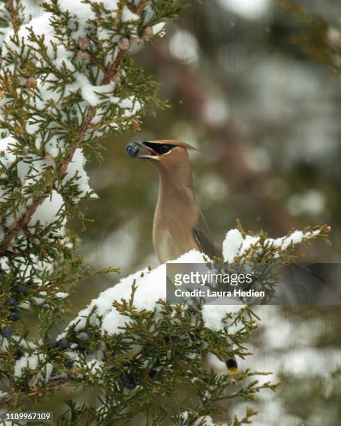 cedar waxwings eating - juniper berries stock pictures, royalty-free photos & images