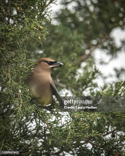 cedar waxwings eating - seidenschwanz vogelart stock-fotos und bilder