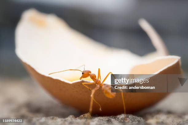 23,876 Photos Of Ants Stock Photos, High-Res Pictures, and Images ...