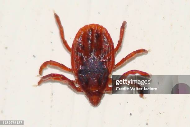 brown dog tick (rhipicephalus sanguineus) - dog tick stock pictures, royalty-free photos & images