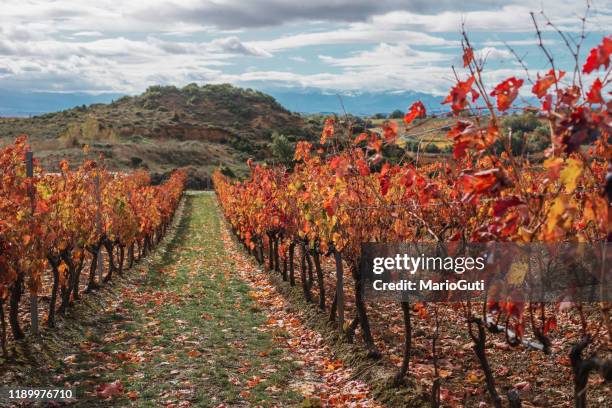 秋の色のブドウ畑 - スペイン ラリオハ州 ストックフォトと画像