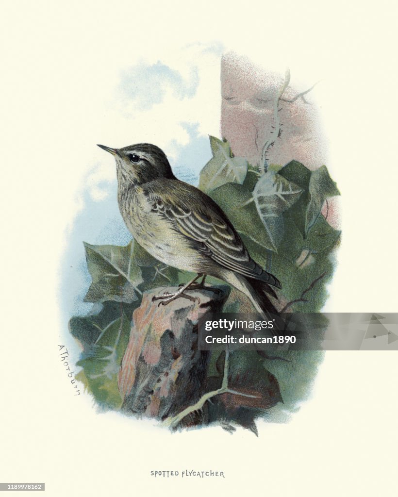 Birds, Spotted flycatcher (Muscicapa striata)