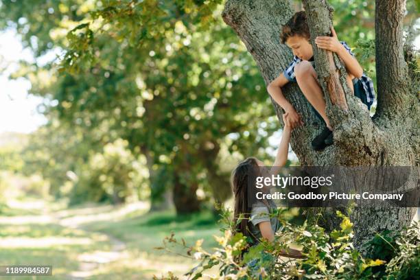 brother and sister climbing a tree in the summer - kid in tree stock pictures, royalty-free photos & images
