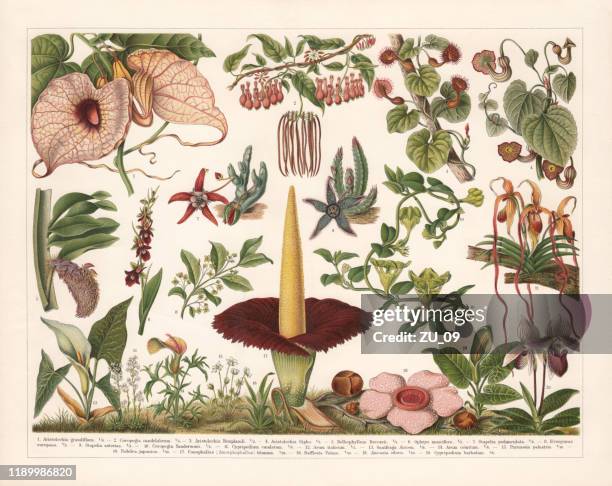 illustrazioni stock, clip art, cartoni animati e icone di tendenza di birthworts (aristolochia), cromotiografo, pubblicato nel 1899 - calla lily