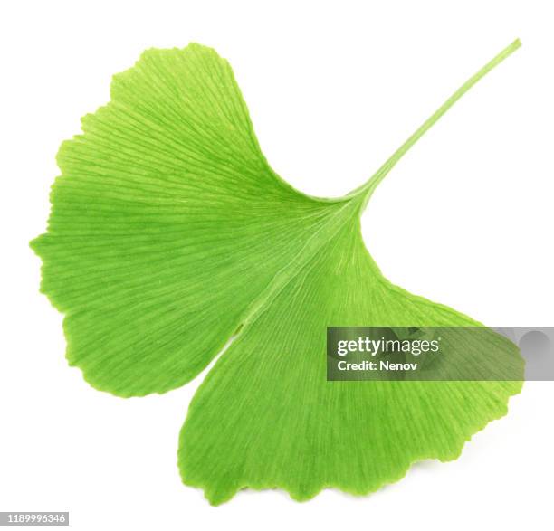 ginkgo biloba leaf against white background - gingko stock-fotos und bilder