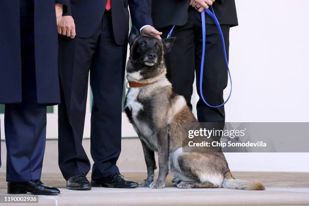 Military K9 Conan, the dog that assisted Special Forces soliders in the raid that killed ISIS leader Abu Bakr al-Baghdadi, poses for photographs with...