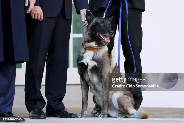 Military K9 Conan, the dog that assisted Special Forces soliders in the raid that killed ISIS leader Abu Bakr al-Baghdadi, poses for photographs with...