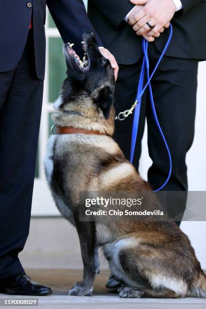 Military K9 Conan, the dog that assisted Special Forces soliders in the raid that killed ISIS leader Abu Bakr al-Baghdadi, poses for photographs with...