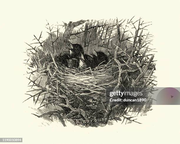 nest and chicks of a dartford warbler (sylvia undata) - bird nest stock illustrations
