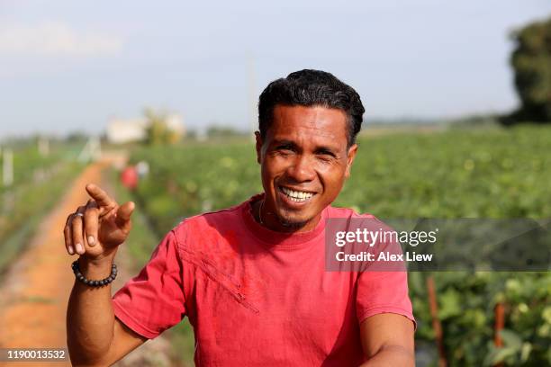 jordbruk: okra farm i selangor, malaysia - indonesiskt ursprung bildbanksfoton och bilder