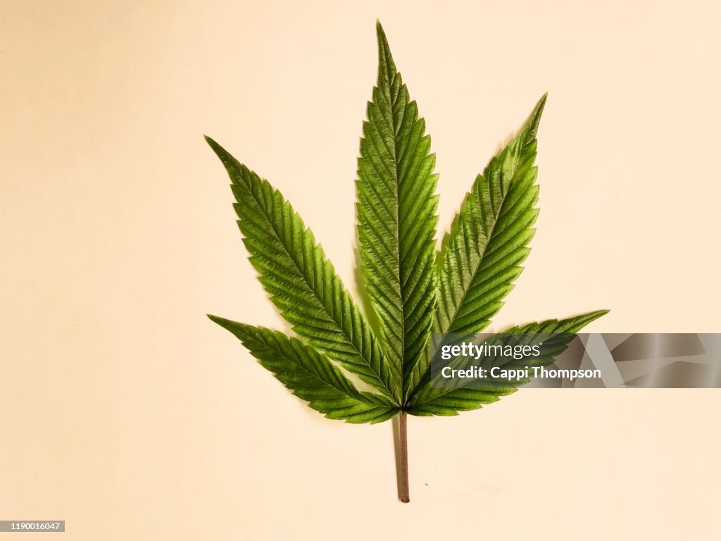 Medical cannabis leaf over a white background