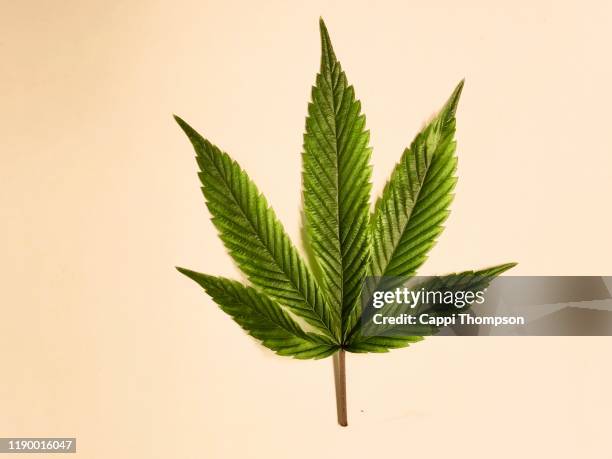 medical cannabis leaf over a white background - marijuana leaf 個照片及圖片檔