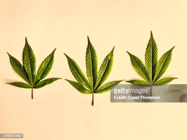 three medical cannabis leaves on a white background - marijuana leaf stock pictures, royalty-free photos & images
