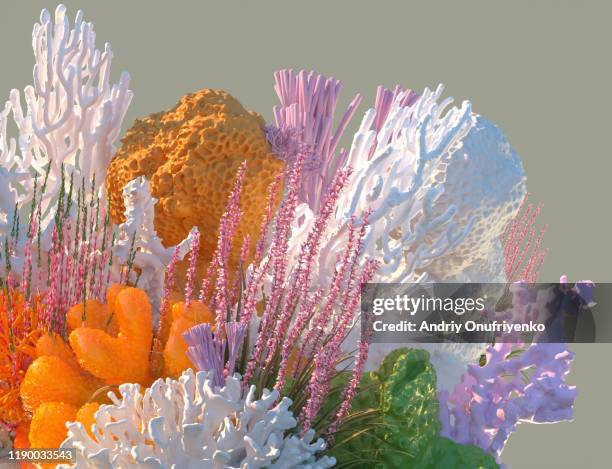 corals - coral colored stock-fotos und bilder