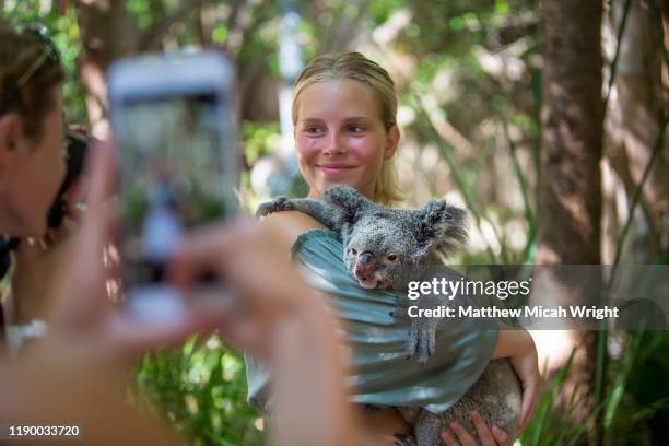 a woman hugs a koala. - coala stock pictures, royalty-free photos & images