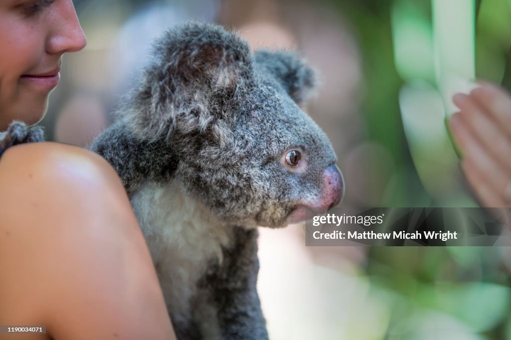A woman hugs a koala.