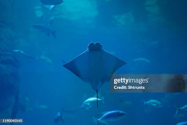 glimlachend stingray zwemt in aquarium onderwater foto - ray fish stockfoto's en -beelden