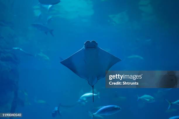 smiling stingray swims in aquarium underwater photo - ray fish stock pictures, royalty-free photos & images