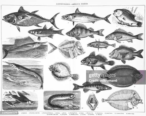 species, classification of ichthyology - osseous fishes. antique illustration, published 1894 - sailfish stock pictures, royalty-free photos & images