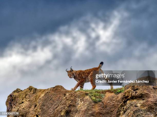 a female eurasian lynx walking on a rock, contrasting her silhouette against the background of the sky with storm clouds. lynx lynx. - lynx photos et images de collection