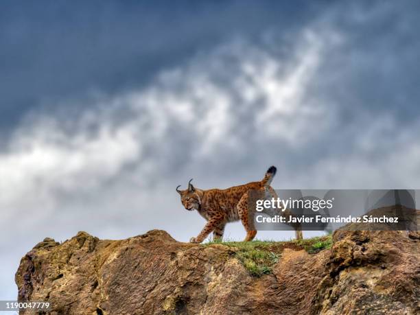 a female eurasian lynx walking on a rock, contrasting her silhouette against the background of the sky with storm clouds. lynx lynx. - lynx stock pictures, royalty-free photos & images