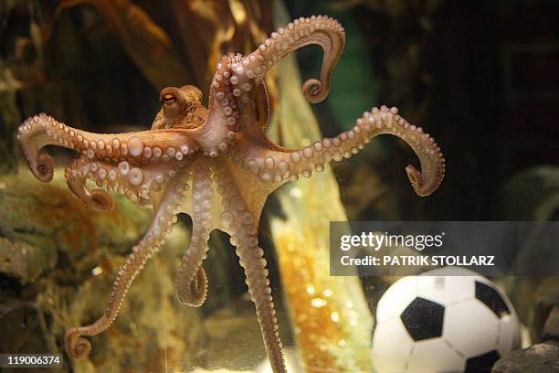 By DIEGO REINARES - FILES - An octopus named Paul swims past a football in his aquarium on July 9, 2010 at the Sea Life aquarium in Oberhausen,...