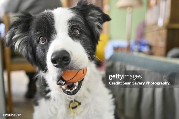 playtime - dog toy stock pictures, royalty-free photos & images