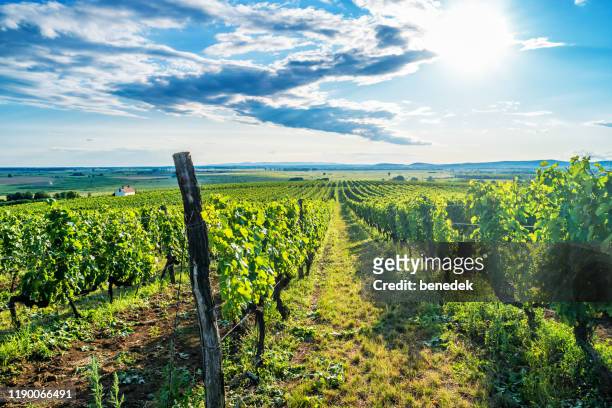 tokaj wine region in hungary - hungary stock pictures, royalty-free photos & images
