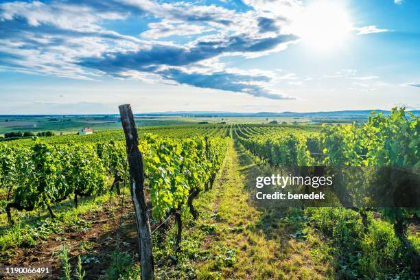 região vinícola de tokaj na hungria - un food and agriculture organization - fotografias e filmes do acervo