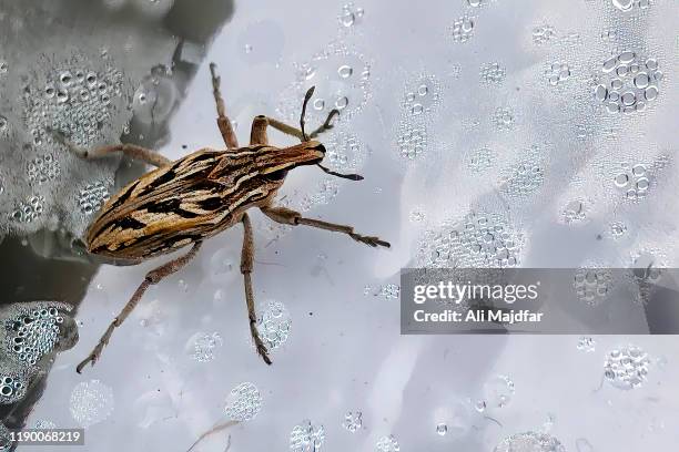 kissing bug - kissing bug fotografías e imágenes de stock