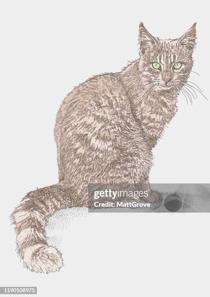 bildbanksillustrationer, clip art samt tecknat material och ikoner med inhemsk ingefära tom katt sittande - spräcklig katt