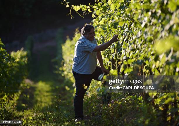 Director Carlos Abarzua examines grape vines at the Familia Geisse vineyard in Pinto Bandeira, Rio Grande do Sul state, Brazil, on December 3, 2019....