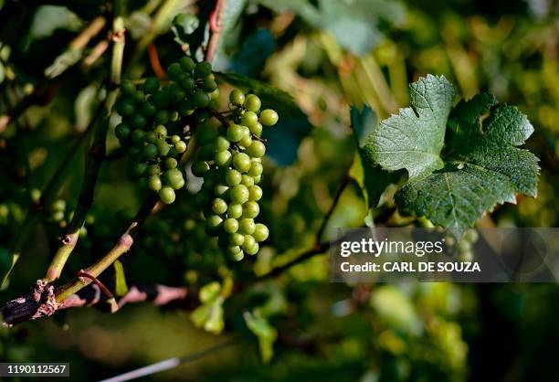 White grapes are seen at the Familia Geisse vineyard in Pinto Bandeira, Rio Grande do Sul state, Brazil, on December 3, 2019. - Pinto Bandeira is one...