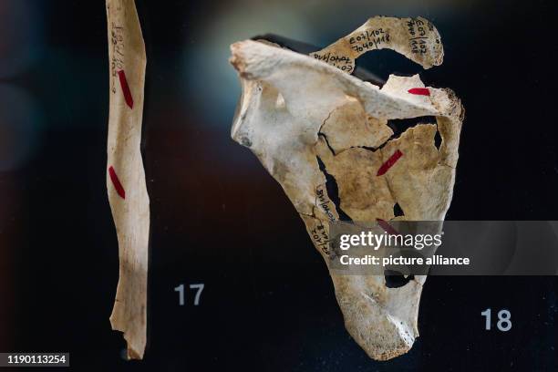 December 2019, Rhineland-Palatinate, Herxheim: A humerus and a scapula bone with cut marks, finds from excavations on a Neolithic cult site, lie in...
