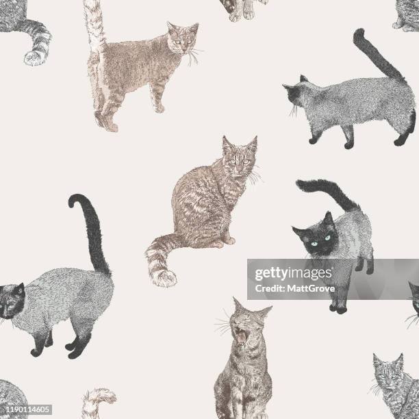 cat seamless repeat pattern - siamese cat stock illustrations