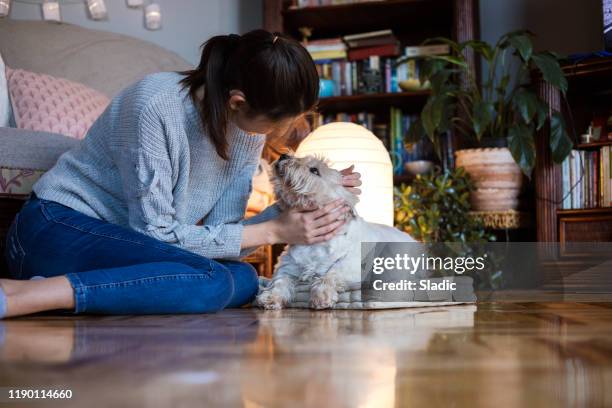 liebe pur - west highland white terrier stock-fotos und bilder