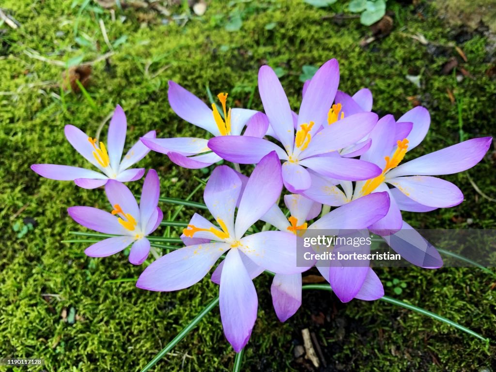 野原の紫色のクロッカスの花の接写