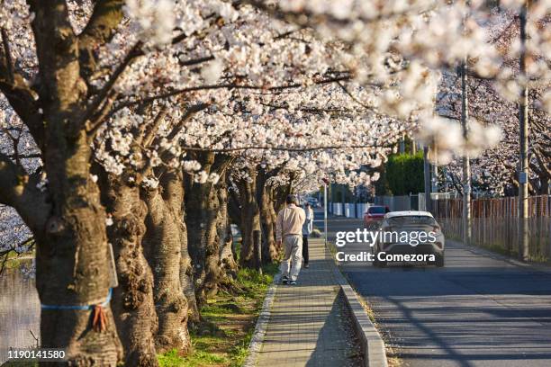 city street in cherry season at sunset, tokyo, japan - cherry blossoms bloom in tokyo stock pictures, royalty-free photos & images