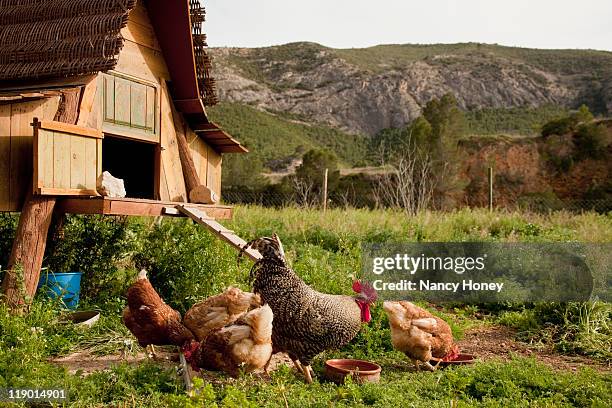 chickens and hen house in farmyard - pferch stock-fotos und bilder