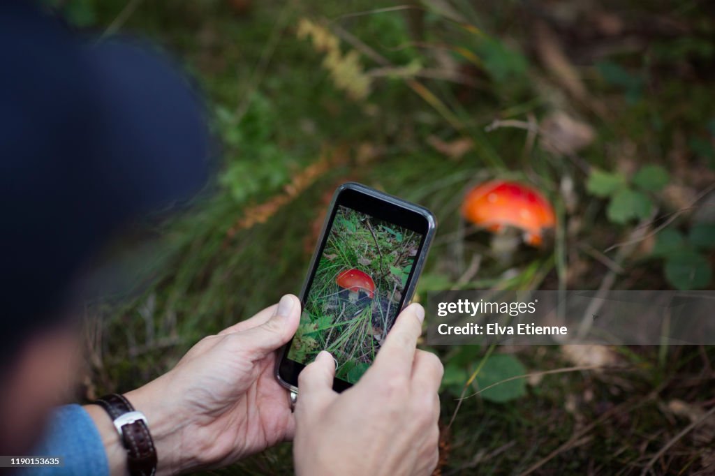 Man taking a photo on a mobile phone of a red amanita muscaria mushroom in a forest