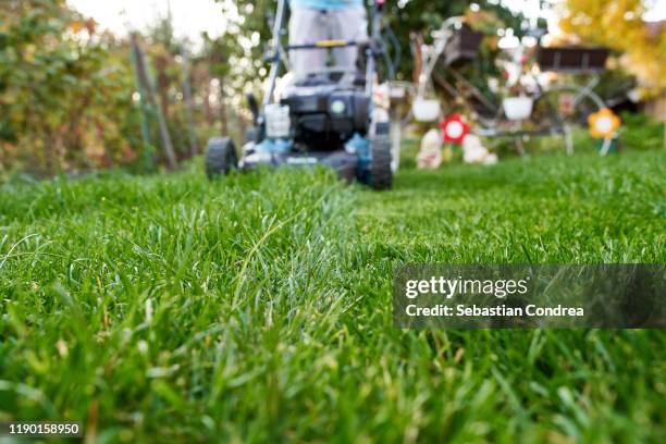 gardening mowing the lawn, grass, green, machine, mowed lawn - mowing lawn bildbanksfoton och bilder