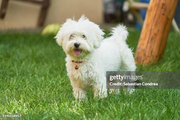 an adorable portrait of a havanese maltese puppy on green grass in a vibrant summer backyard. - malteser stock-fotos und bilder